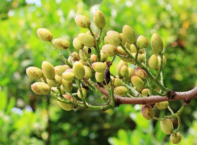 开心果 阿月浑子树 树 性质 科  核果