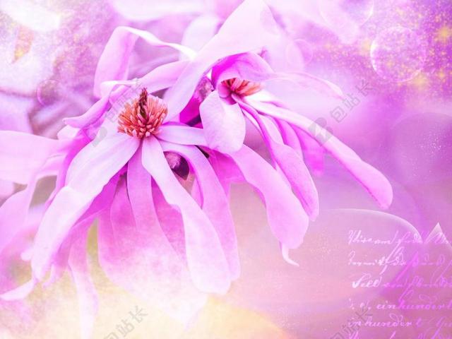 玉兰 开花 粉红色 美丽 招标 花 字体 背景