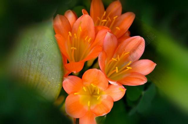 君子兰 鲜花 自然 花的 开花 春 植物 橙色 花瓣 花园