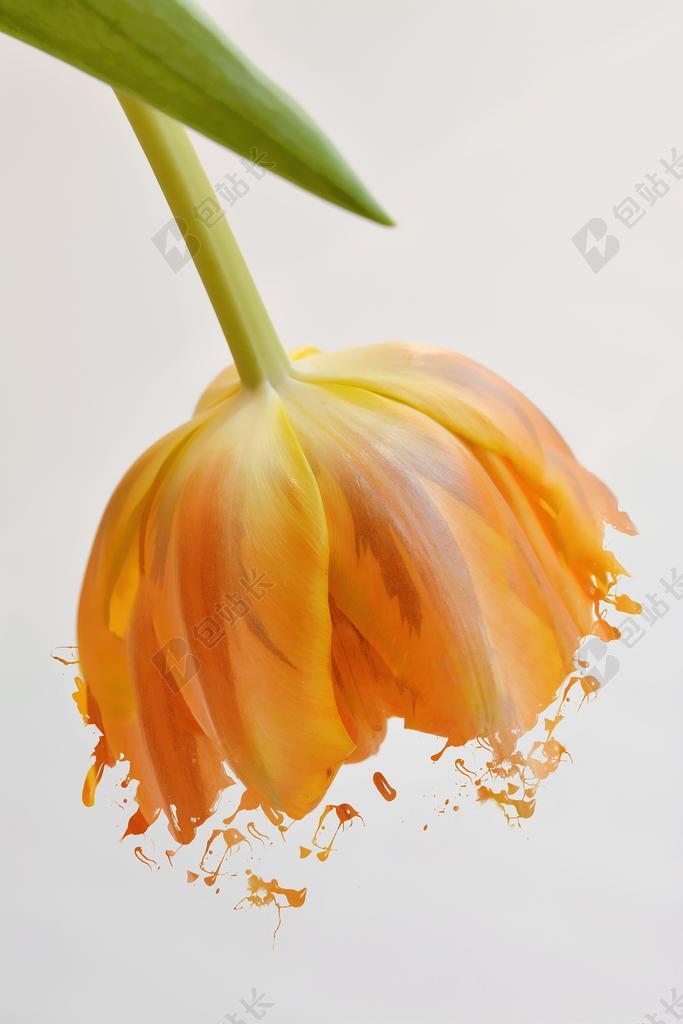 花 郁金香 橙 橙色郁金香 开花 花瓣 橙花 春天的花 春天