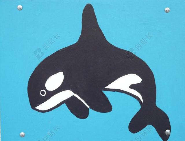 虎鲸 ORCINUS ORCA 沃尔玛 海豚 DELPHINIDAE