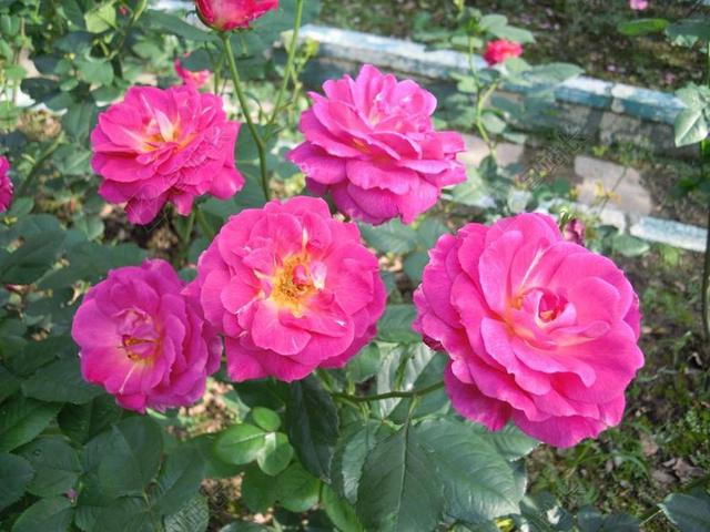 玫瑰 月季 紫紅 台北 ROSE