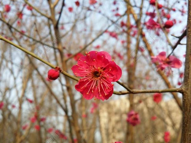 梅花 红梅 梅花杏花 春天的花朵