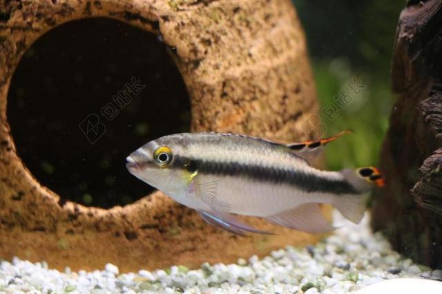 鱼 鲈鱼 水族馆 淡水鱼 水 玩具 动物 海