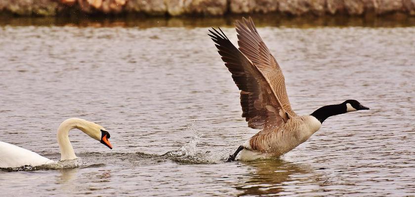 天鹅 野鹅 打猎 狩猎 鸟类 动物 动物世界 争端 争论