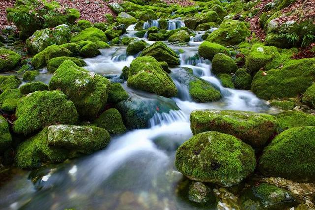 源 水 洪流 岩 性质 流 进入树林 青苔 碧水 绿色