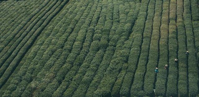 植物界 植物 茶 收获 自然 农业 绿色 人工林 原野