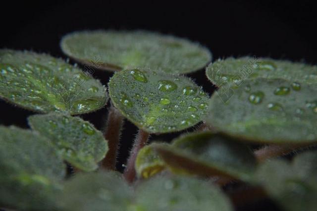 叶 罗莎 滴 性质 湿 滴水滴 雨后 雨滴 反射 水 宏