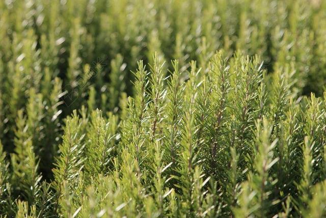 迷迭香 香料 草药 性质 绿色 厨房 植物 叶子