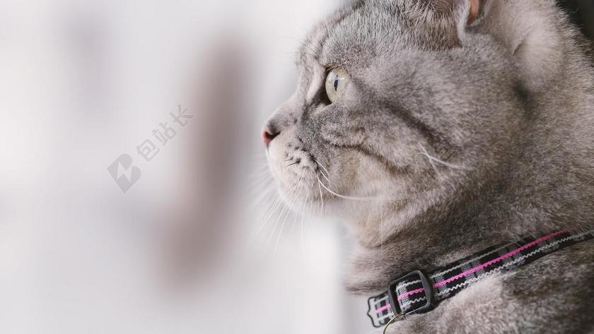 貓咪 寵物 凝視 貓 側臉 動物