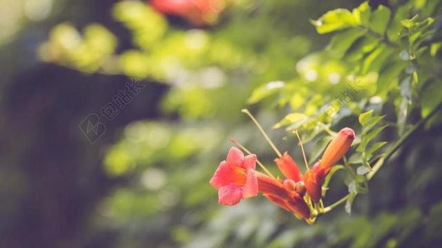 自然树林里模糊的花朵背景图片