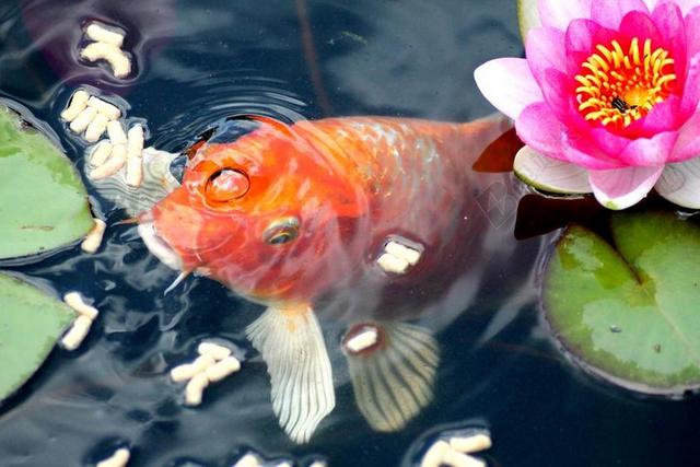 金鱼 饲喂 鱼 睡莲 花园池塘