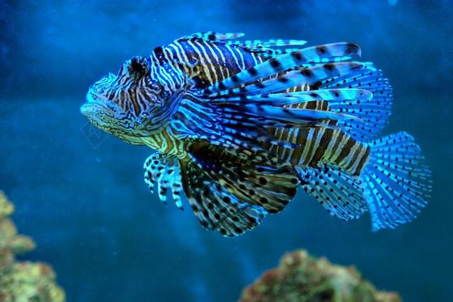 鱼 蓝色 水 热带鱼 自然 水族馆