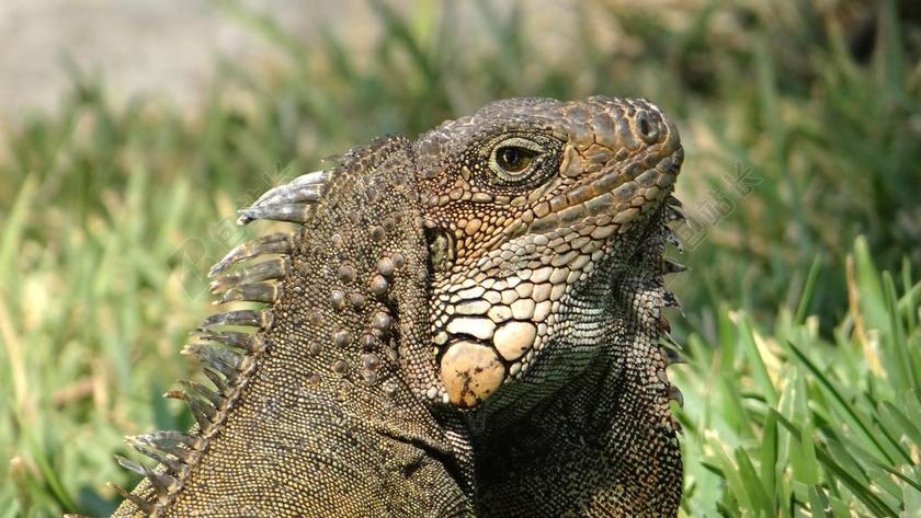 伊瓜纳 食草的蜥蜴 爬行动物 动物 蜥蜴 绿色 鬣蜥鬣蜥 龙