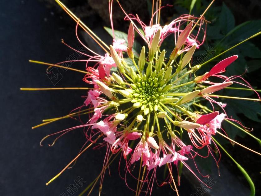 金银花 鲜花 粉色 开花 粉红色的花朵 宏