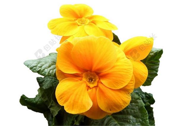 报春花 黄色 鲜花 黄花九轮草 孤立 透明
