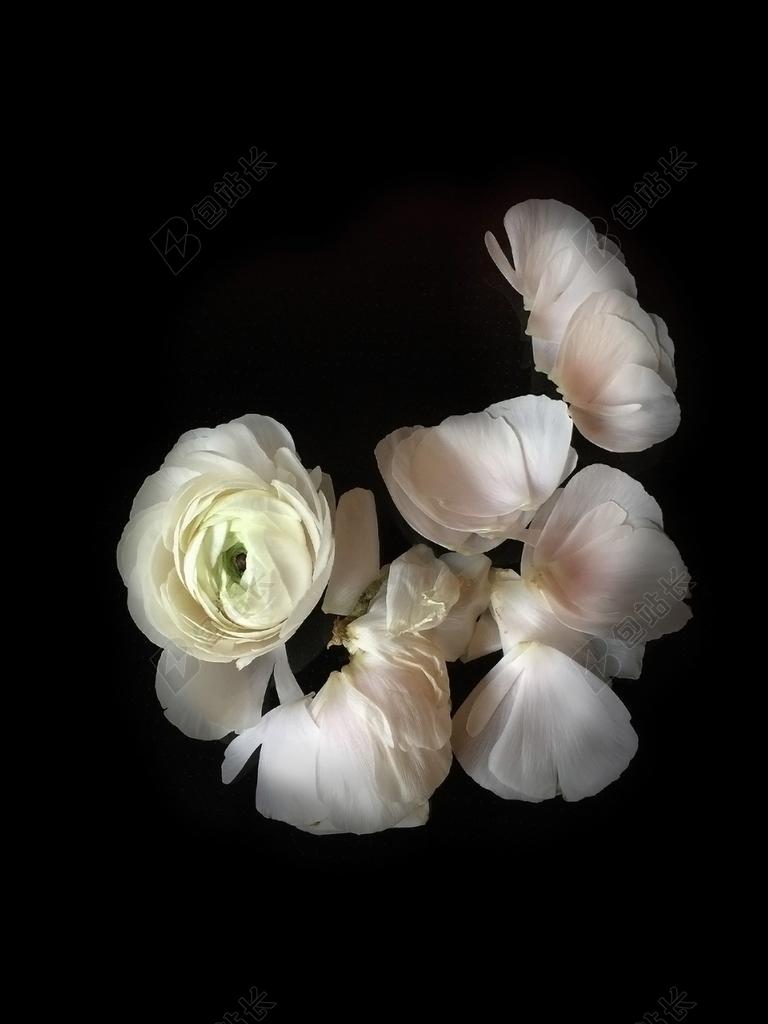 茛 鲜花 白花 春天 叶子 枯萎 静物 植物区系 黑色背景