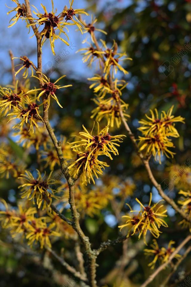 金缕 布什 鲜花 观赏植物 榛树 金缕梅科 黄色 科 花序
