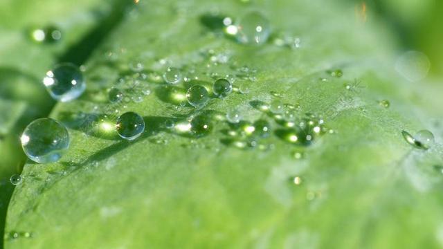 叶子 叶与露珠 露水 露珠叶 滴 MORGENTAU 水