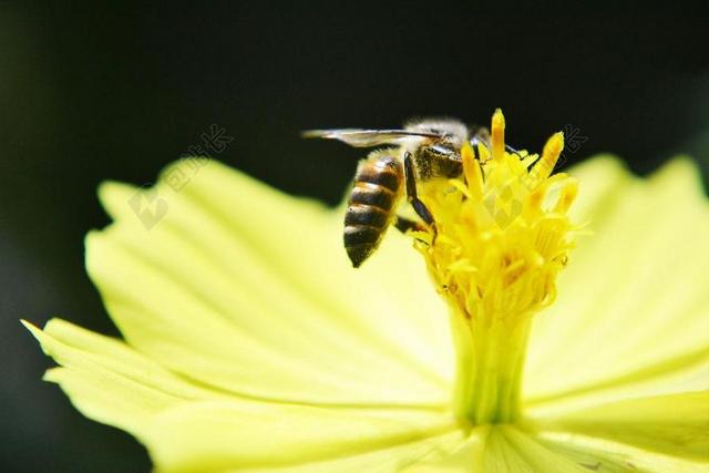 蜜蜂 ANTHOPHILA 蜂蜜 活跃 忙 快 聪明 毒药
