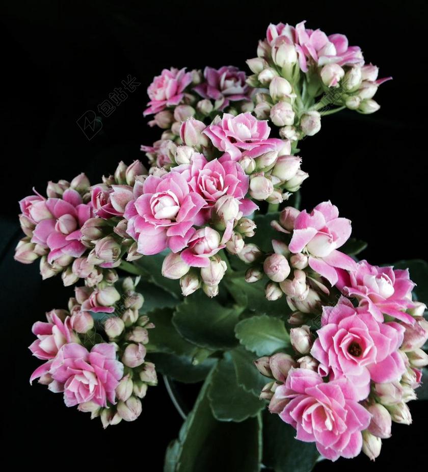 花的 鲜花 花卉背景 华丽 花艺设计 花园 花束 开花 植物