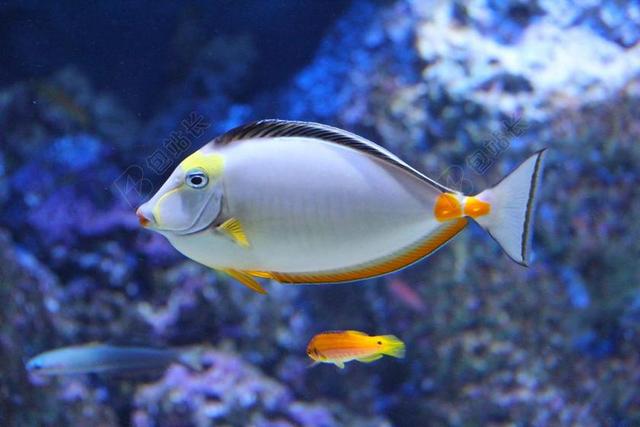 美丽 水族馆 美丽的鱼 鱼 多彩 海洋水族馆 蓝色 水
