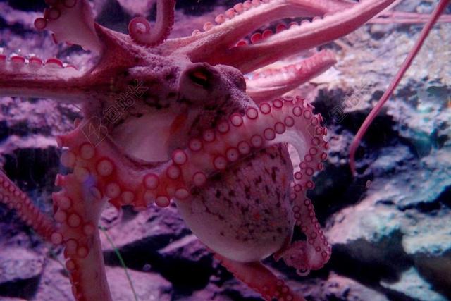 章鱼 触角 吸盘 海底世界 水族馆 害羞