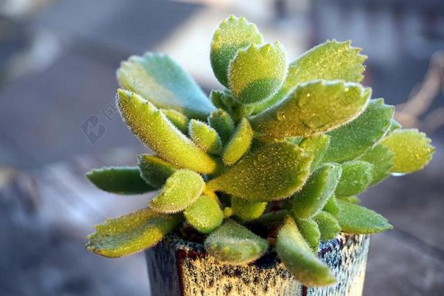 多肉 植物 熊童子 罕见 多汁 盆栽花卉