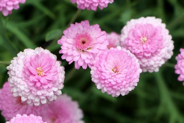 菊花 黛西 植物 鲜花 大自然 塔碧莎 6 月 花卉园