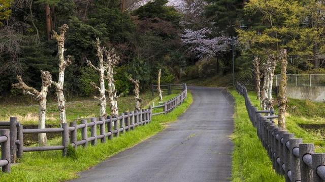 绿色旅游清新树林小路漫长田野枯树背景图片