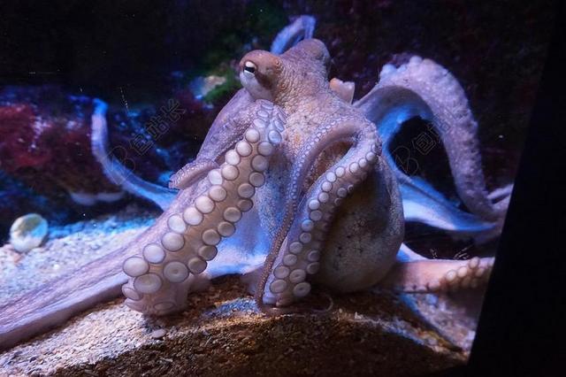 鱿鱼 水族馆 海洋动物 八达通 MEERESBEWOHNER