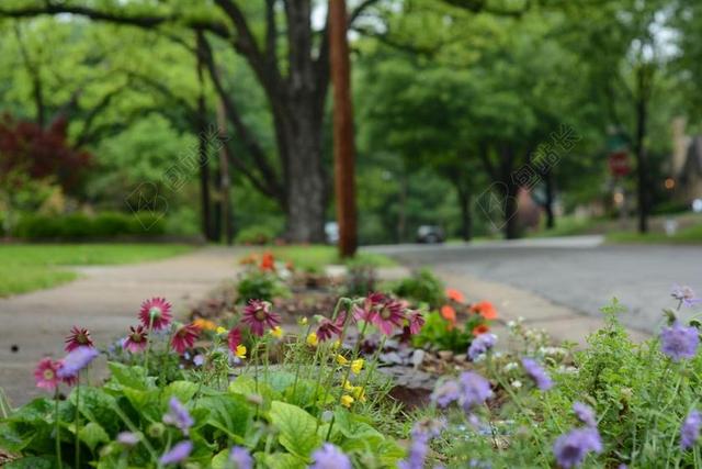 清新花园里的植物盛开背景图片
