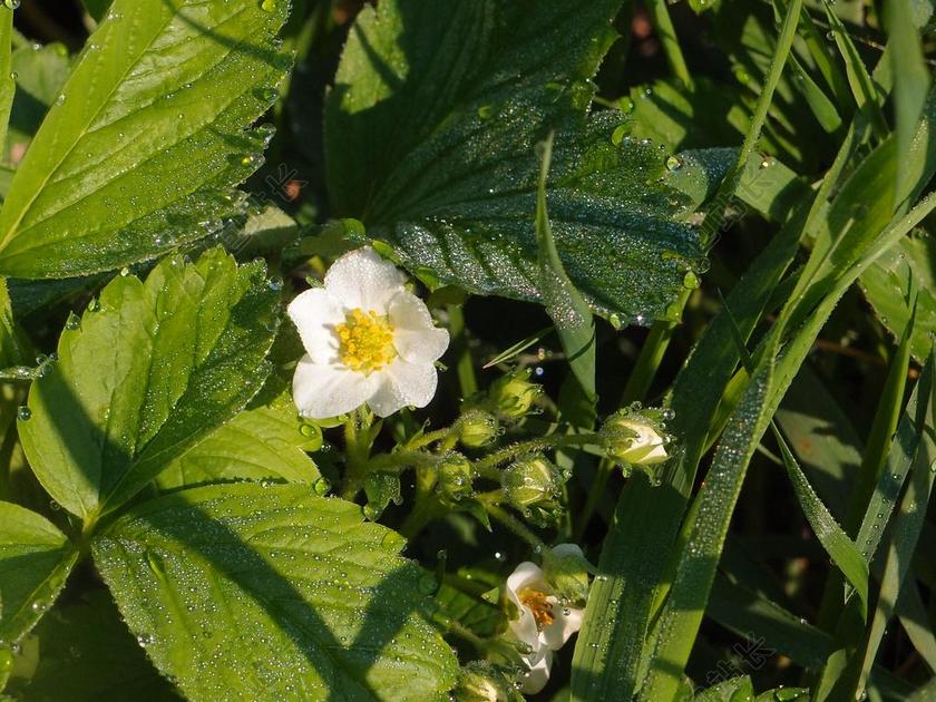 鲜花 罗莎 草莓 草莓花 花卉 宏 布鲁姆 花园的花儿 拖放