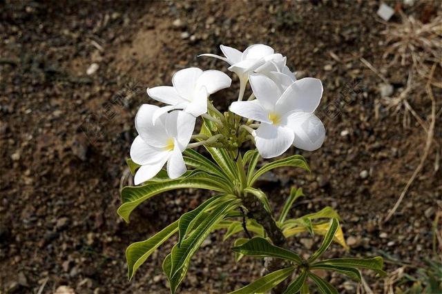 鸡蛋花 白色的花 春天 雪莲 花园 性质 绿色 5花瓣