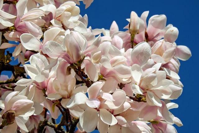 郁金香 玉兰 树 布什 玉兰 MAGNOLIENGEWAECHS