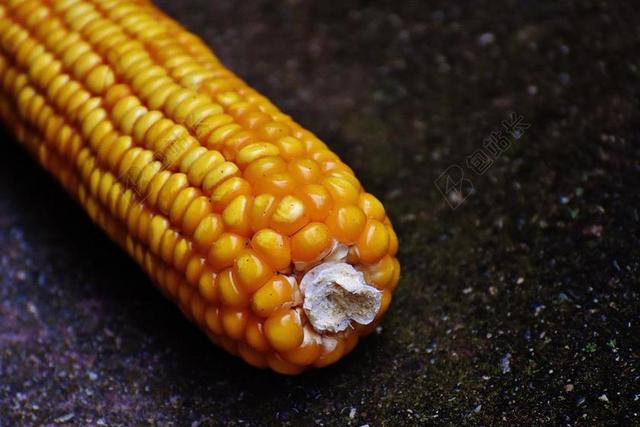 黄黑食物写实成熟的玉米棒五谷杂粮美食背景图片