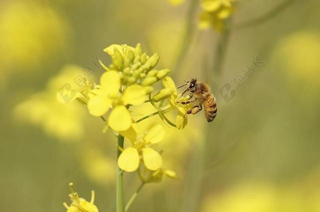 鲜花 春天 蜜蜂 蜂蜜 宇宙 蒲公英 连翘 夏天 大自然