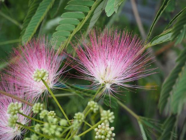 合欢花 鲜花 植物