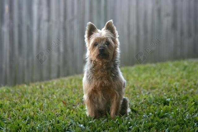 如丝 丝毛梗 澳洲丝毛梗 狗 小猎犬 宠物 动物 品种 小