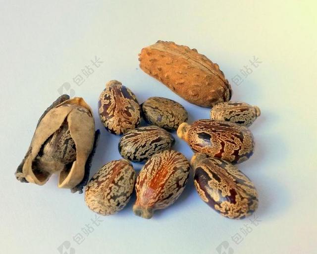 蓖麻油种子 蓖麻