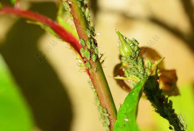 GREENFLY 蚜虫 SAP 吸 红眼 昆虫 生物 虱子