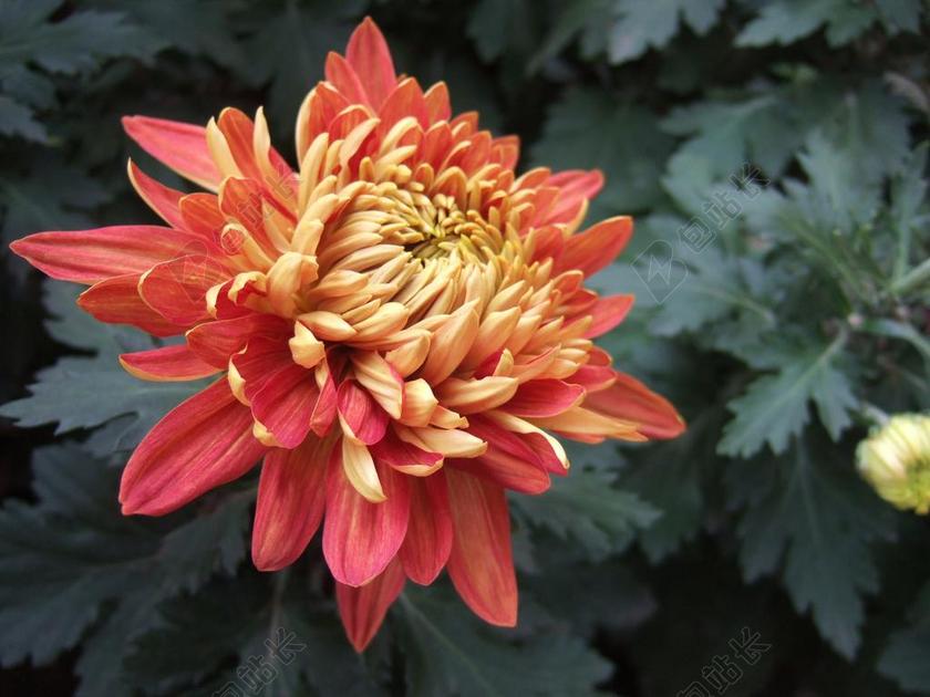 绿色自然植物盛开菊花园艺背景图片