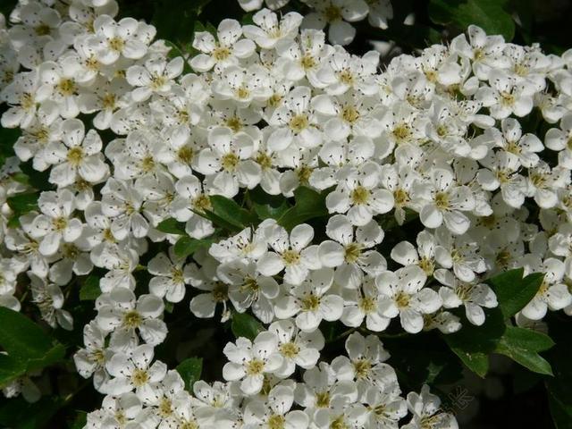 梨花 梨 开花 盛开 白 树 春天 关闭 宏