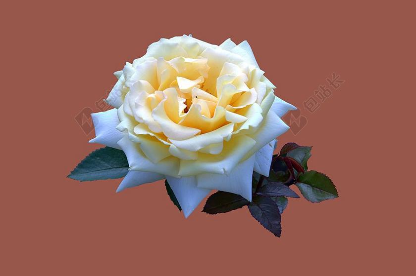 巴特基辛根 玫瑰园 玫瑰 玫瑰花 关闭 高贵的玫瑰冬天的太阳