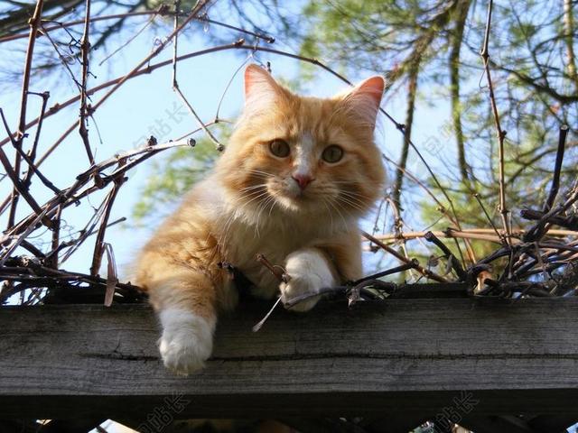 猫 带 家养 可爱 动物 猫的 毛皮 基蒂 小 宠物