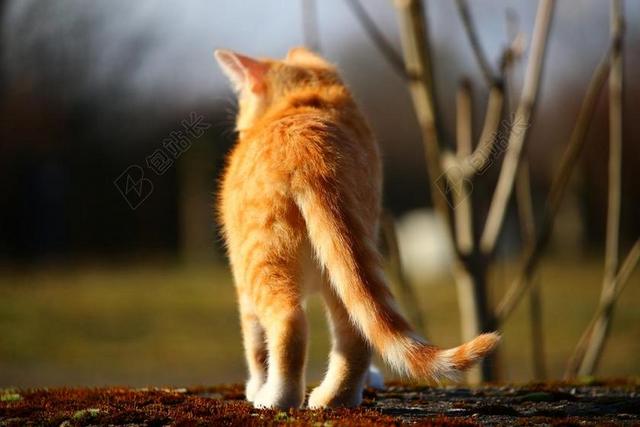 猫 小猫 鲭鱼 红色鲭鱼斑 红猫 猫宝贝 国内的猫 MIEZE