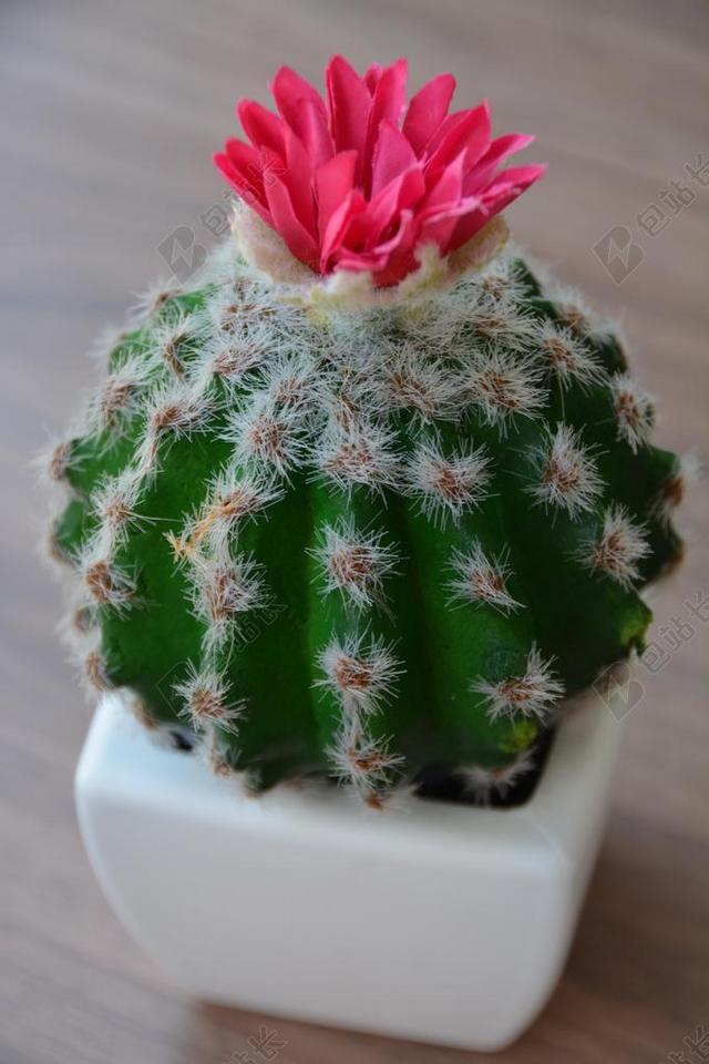 仙人掌 花 盛开 沙漠 花园 粉红色 刺 绿色 带刺 植物
