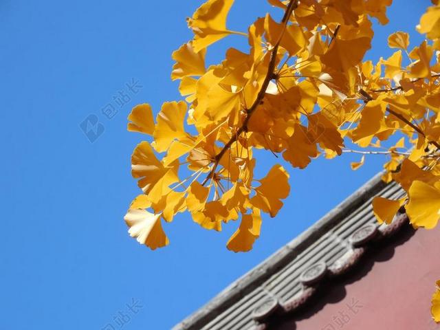 银杏 叶子 秋天 秋 金 黄色 寺 屋顶 佛教 天空