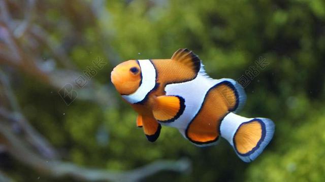 小丑鱼 ANEMONEFISH 鱼 海 尼莫 橙色 白