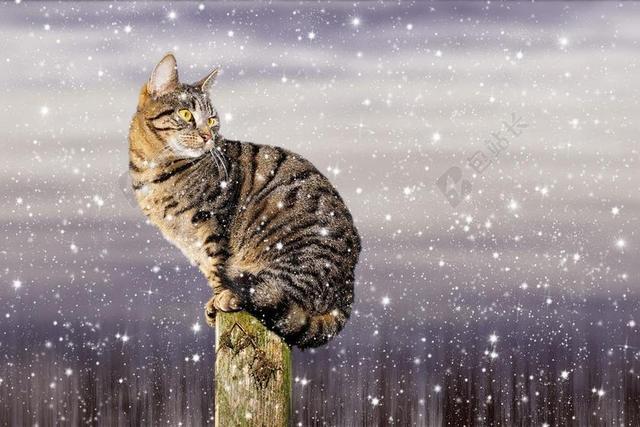 猫 雪 冬天 国内的猫 弗罗斯特 阿迪达斯 家猫 甜 彪